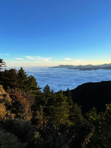 From the high mountain, one can see distant peaks and a complete sea of clouds, while the slopes are covered with towering trees.